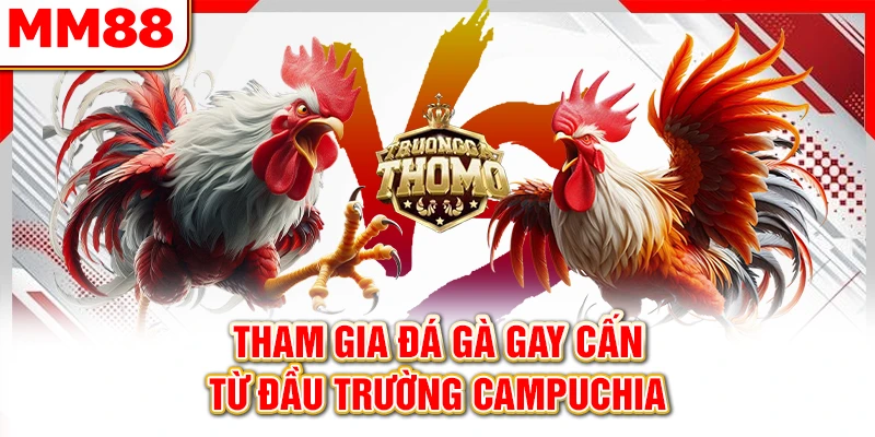 Tham gia đá gà gay cấn từ đầu trường Campuchia